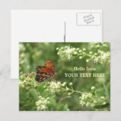 Orange Butterfly Angepasste Postkarte "Hello from" (Vorne/Hinten)