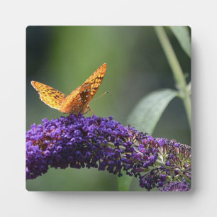 Orange Butterfly auf Lila Schmetterling Bush Fotoplatte
