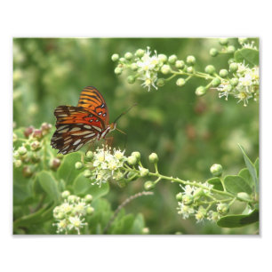 Orange Butterfly Foto Print