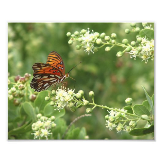 Orange Butterfly Foto Print (Vorne)