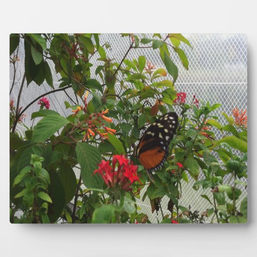 ORANGE BUTTERFLY FOTOPLATTE (Vorderseite)