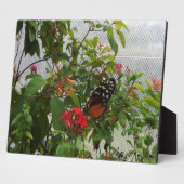 ORANGE BUTTERFLY FOTOPLATTE (Seite)