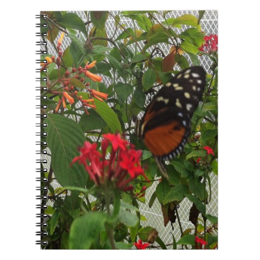ORANGE BUTTERFLY NOTIZBLOCK (Vorderseite)