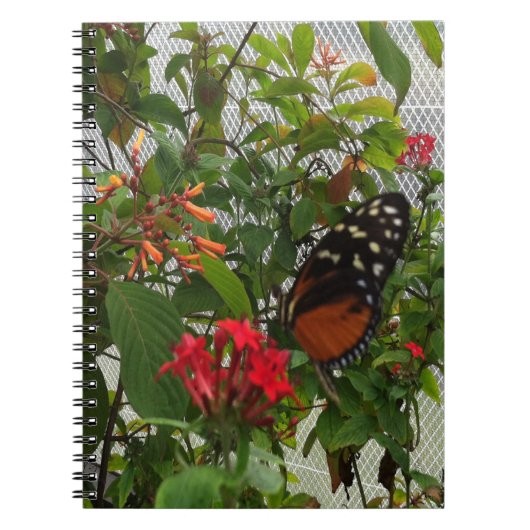 ORANGE BUTTERFLY NOTIZBLOCK (Vorderseite)