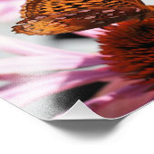 Orange Butterfly On Echinacea Blume 8x10 Fotodruck (Ecke)