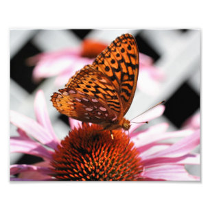 Orange Butterfly On Echinacea Blume 8x10 Fotodruck