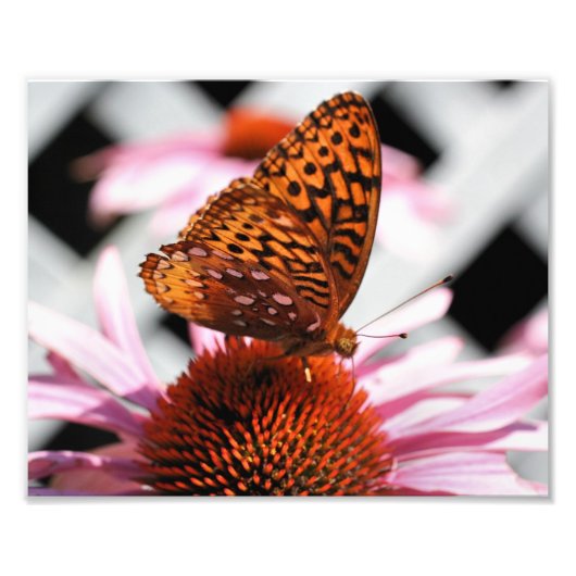 Orange Butterfly On Echinacea Blume 8x10 Fotodruck (Vorne)