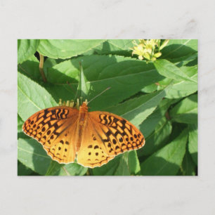 Orange Butterfly Postcard Postkarte