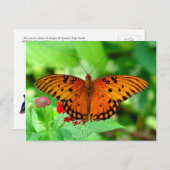 Orange Butterfly Postcard Postkarte (Vorne/Hinten)