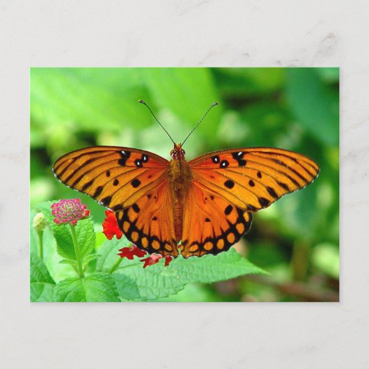 Orange Butterfly Postcard Postkarte (Vorderseite)