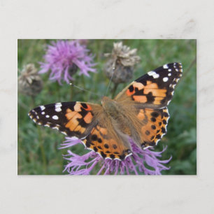 Orange Butterfly Postcard Postkarte