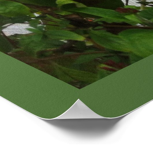 ORANGE BUTTERFLY POSTER (Ecke)