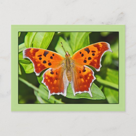 Orange Butterfly Postkarte (Vorderseite)