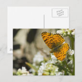 Orange Butterfly Postkarte (Vorne/Hinten)