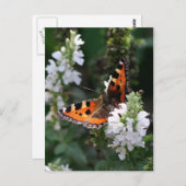 Orange Butterfly Postkarte (Vorne/Hinten)