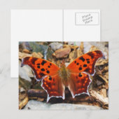 Orange Butterfly Postkarte (Vorne/Hinten)