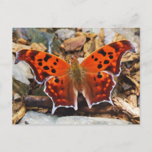 Orange Butterfly Postkarte
