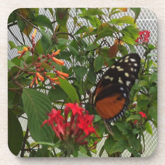 ORANGE BUTTERFLY UNTERSETZER (Vorderseite)
