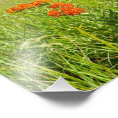 Orange Butterfly Weed, Kansas Fotodruck (Ecke)