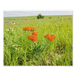 Orange Butterfly Weed, Kansas Fotodruck