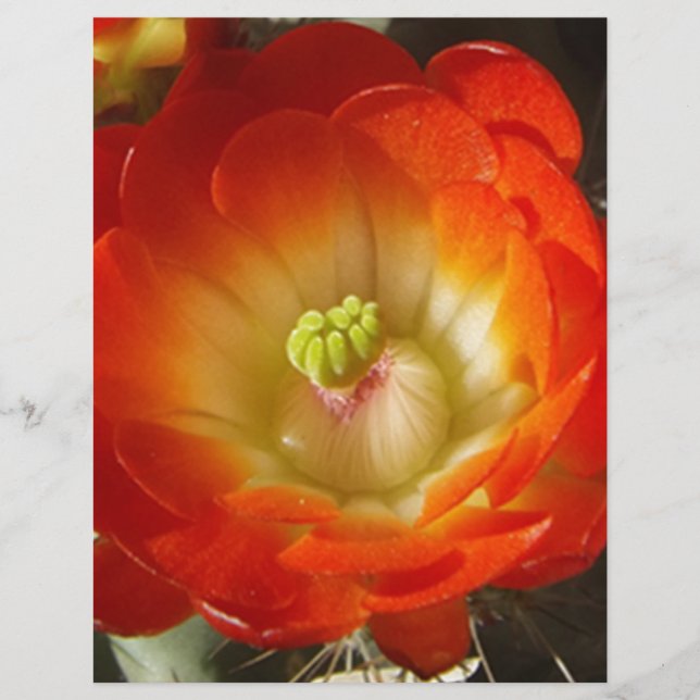 Orange-Cactus-Blume (Vorderseite)