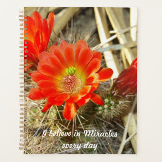 Orange Cactus Blume, das Wunder von New Mexico Planer