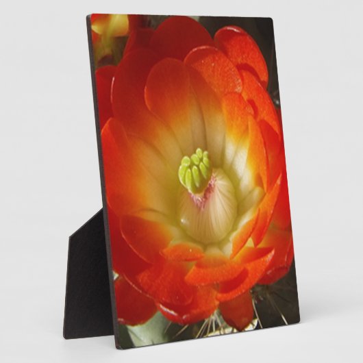 Orange-Cactus-Blume Fotoplatte (Seite)