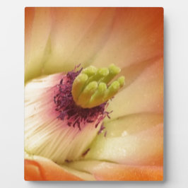 Orange Cactus Blume Fotoplatte