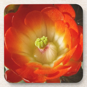 Orange-Cactus-Blume Getränkeuntersetzer
