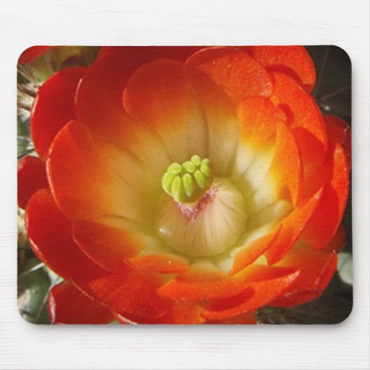 Orange Cactus Blume Mouse Pad Mousepad (Vorne)