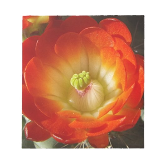 Orange-Cactus-Blume Notizblock (Vorderseite)
