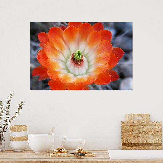 Orange Cactus Blume Poster (Küche)