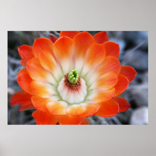 Orange Cactus Blume Poster