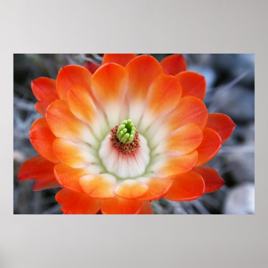 Orange Cactus Blume Poster (Vorne)