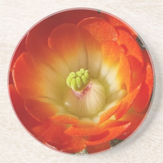 Orange-Cactus-Blume Sandstein Untersetzer (Vorne)