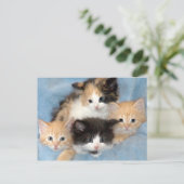 Orange, Calico und Schwarz/Weiße Kätzchen Postkart Postkarte (Stehend Vorderseite)