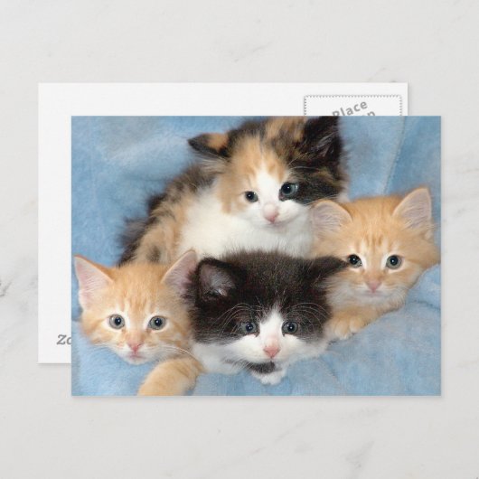 Orange, Calico und Schwarz/Weiße Kätzchen Postkart Postkarte (Vorne/Hinten)