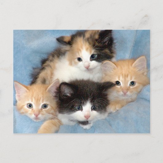 Orange, Calico und Schwarz/Weiße Kätzchen Postkart Postkarte (Vorderseite)