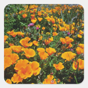 Orange California Poppies Blume Quadratischer Aufkleber