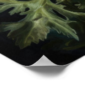 Orange California Poppy Blume Art Print Poster (Ecke)