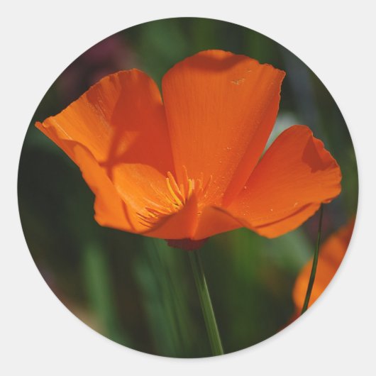 Orange California Poppy Sticker (Vorderseite)