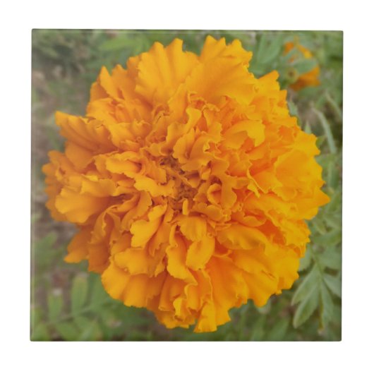 Orange Carnation Fliese (Vorderseite)