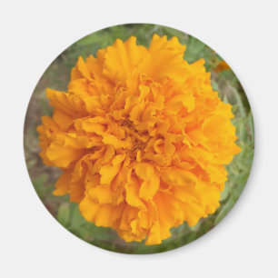 Orange Carnation Magnet