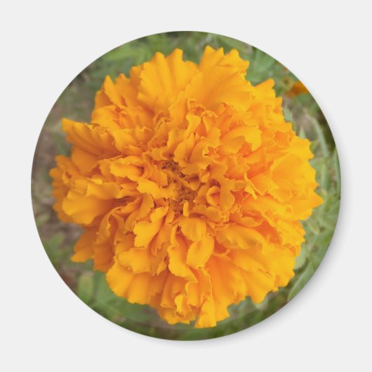 Orange Carnation Magnet (Vorne)