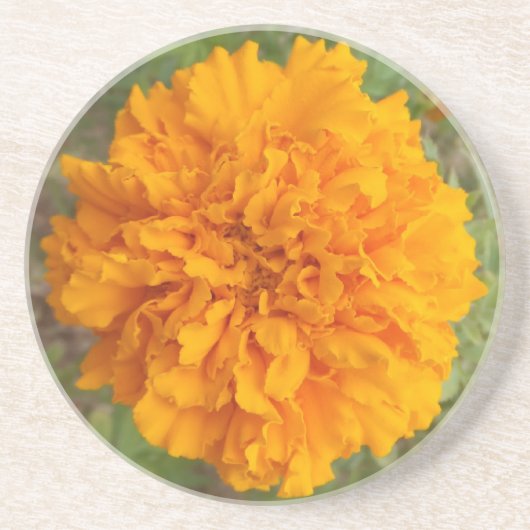 Orange Carnation Untersetzer (Vorne)