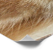 Orange Cat Eyes Poster (Ecke)