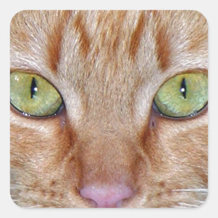 Orange Cat Eyes Quadratischer Aufkleber