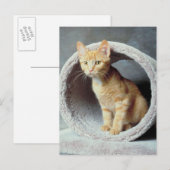 Orange Cat in Toy Postkarte (Vorne/Hinten)