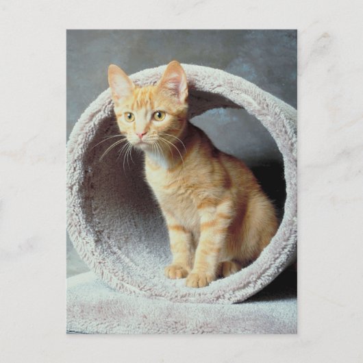 Orange Cat in Toy Postkarte (Vorderseite)