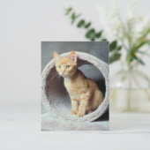 Orange Cat in Toy Postkarte (Stehend Vorderseite)